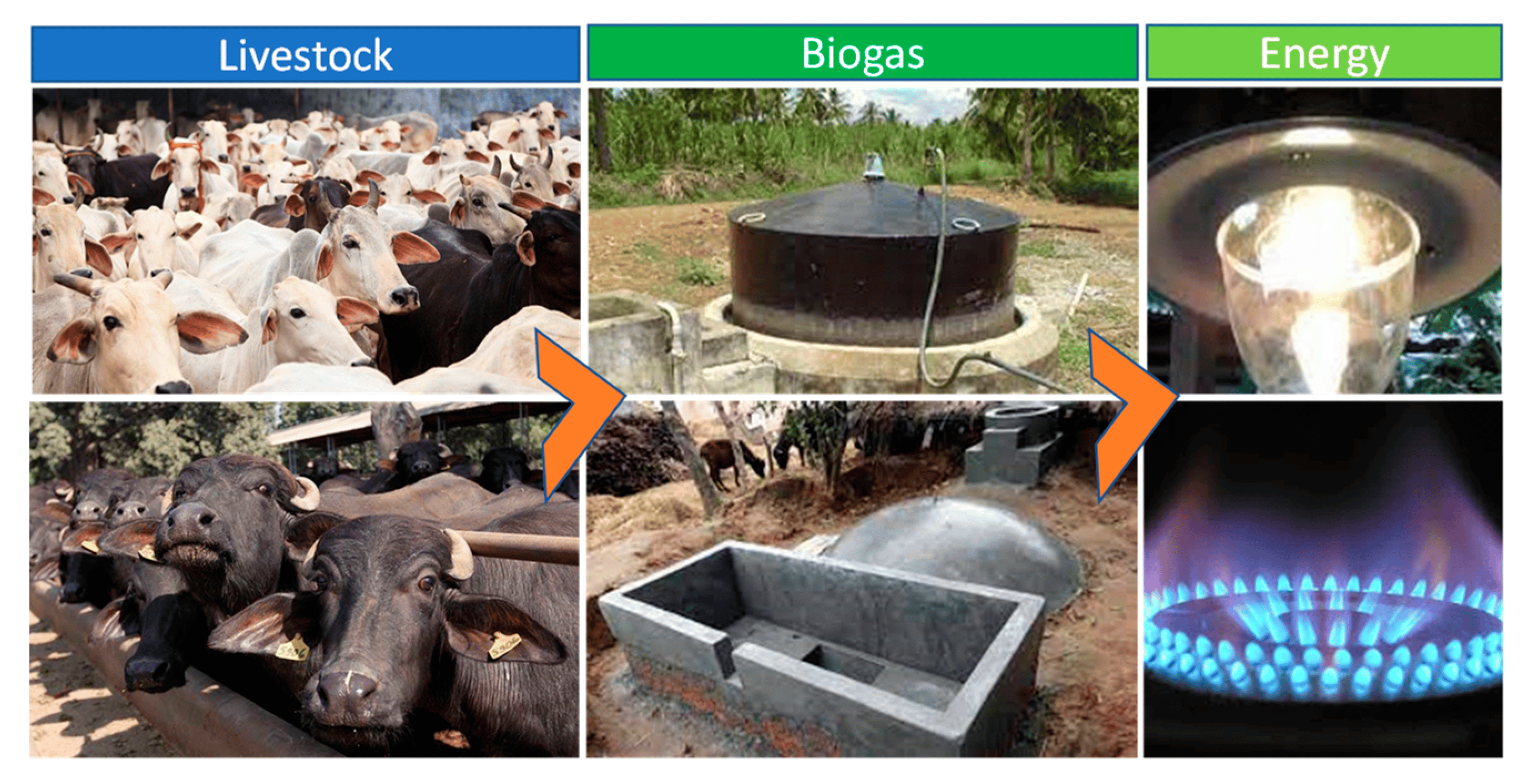 Irish farmers turn cow dung into digital gold: How Bitcoin is mined using biogas